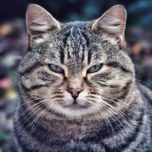 Close-up portrait of cat