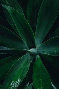 Close-up of green leaves