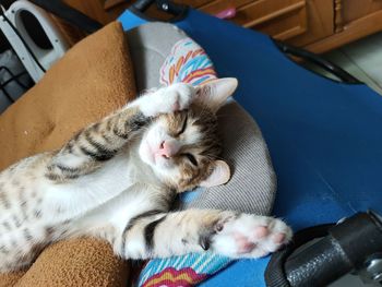 High angle view of cat sleeping at home