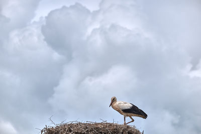 Low angle view of seagull perching on a bird