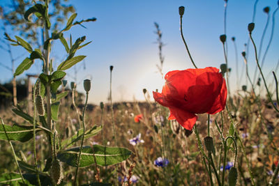 Close-up of red poppy flowers on field