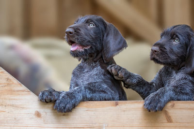 Close-up of black puppies on wood