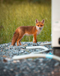 Fox in front of green