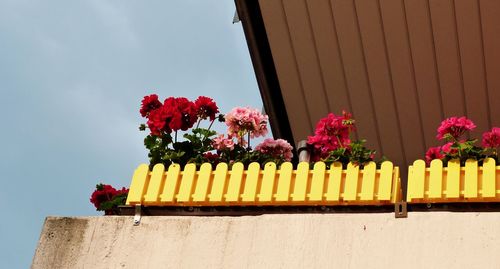 Potted plant in balcony with fenced pott against sky