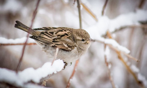Close-up of bird perching on branch
