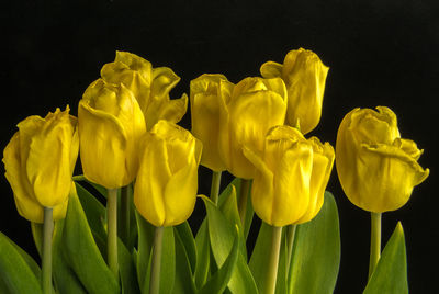 Close-up of yellow tulip blooming against black background