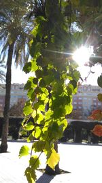 Close-up of tree against bright sun