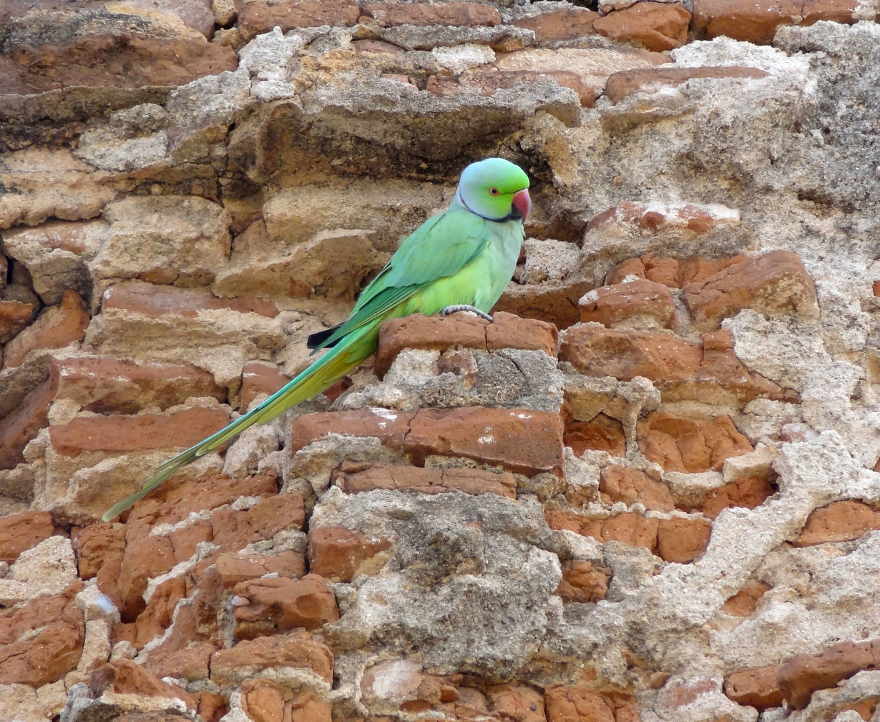 BIRD PERCHING ON STONE WALL