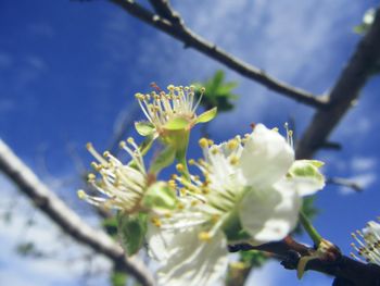 Close-up of white flowers on branch