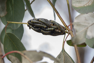 Close-up of insect on leaves