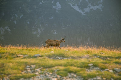 A beautiful, curious wild chamois grazing on the slopes of tatra mountains.