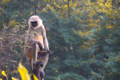 Monkey sitting on land