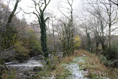 Stream amidst trees in forest against sky