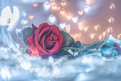 Close-up of rose on table