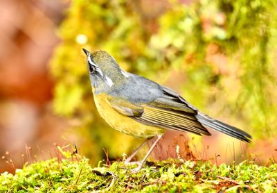 Close-up of bird perching on a plant