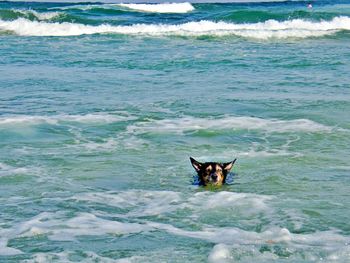 Dog enjoying the sea