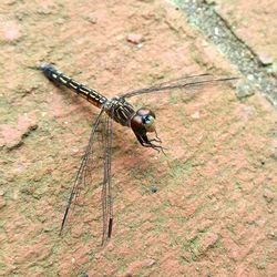 Close-up of insect on wall