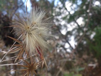 Close-up of dandelion on tree