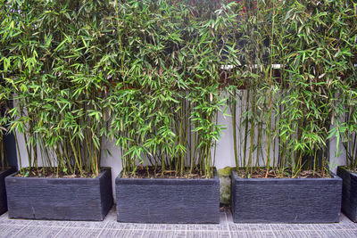 View of bamboo plants in park
