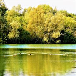 Ducks floating on lake