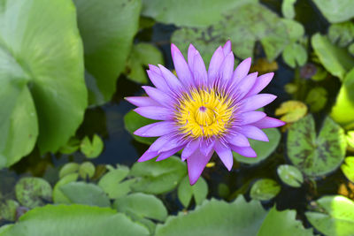 Close-up of purple lotus water lily in pond