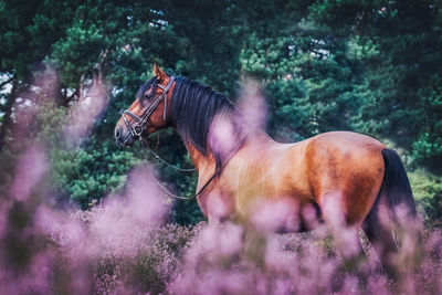 Horse on field