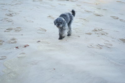 Cute happy little poodle dog at baltic sea beach in winter