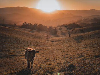 View of a horse on field during sunset