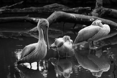 Birds in calm lake