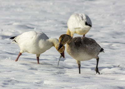 Ducks on snow covered land