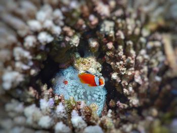 Close-up of coral in sea