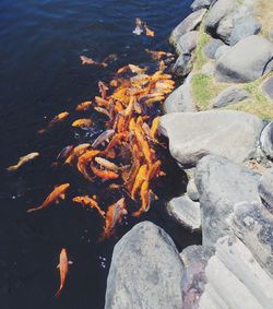 Rocks in sea