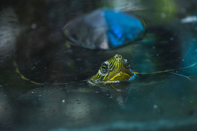 High angle view of turtle swimming in lake