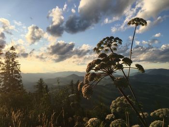 Scenic view of flowering plants against sky during sunset