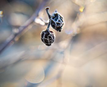 Close-up of berries growing on tree