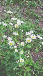 Close-up of white daisy flowers