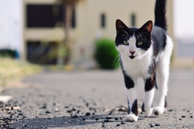 Portrait of cat