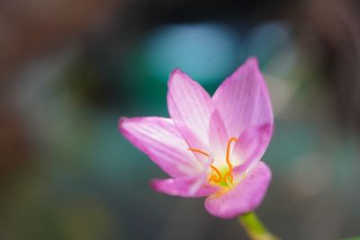 Close-up of pink water lily