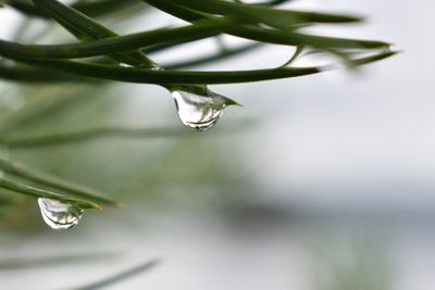 Close-up of raindrops on leaf