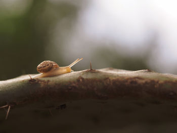 Close-up of insect