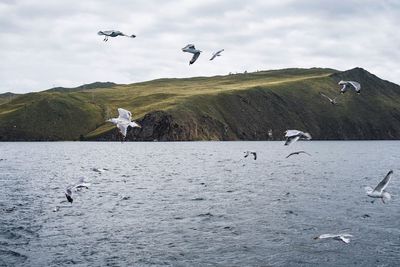 Seagulls flying over sea against sky