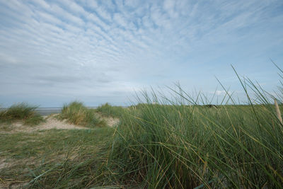 Scenic view of grassy field against sky