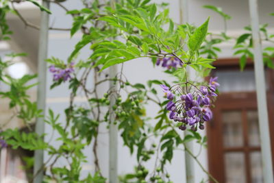 Close-up of purple flowers on plant