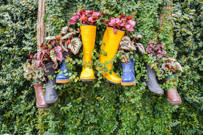 Shoes hanging on tree trunk