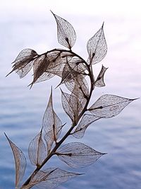 Close-up of leaves against sky