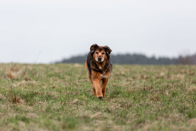 Portrait of dog on field