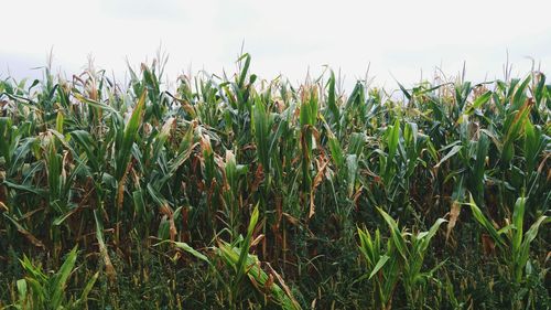 Crops growing on field