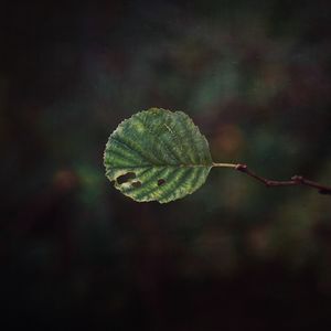 Close-up of fresh green plant