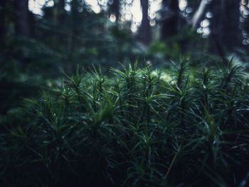 Close-up of fresh green plants in forest