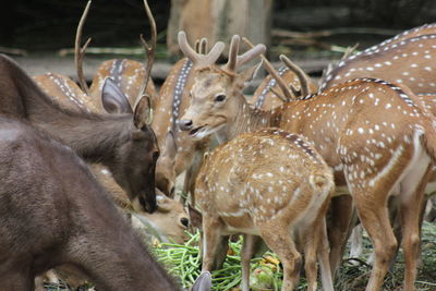 Deer on field